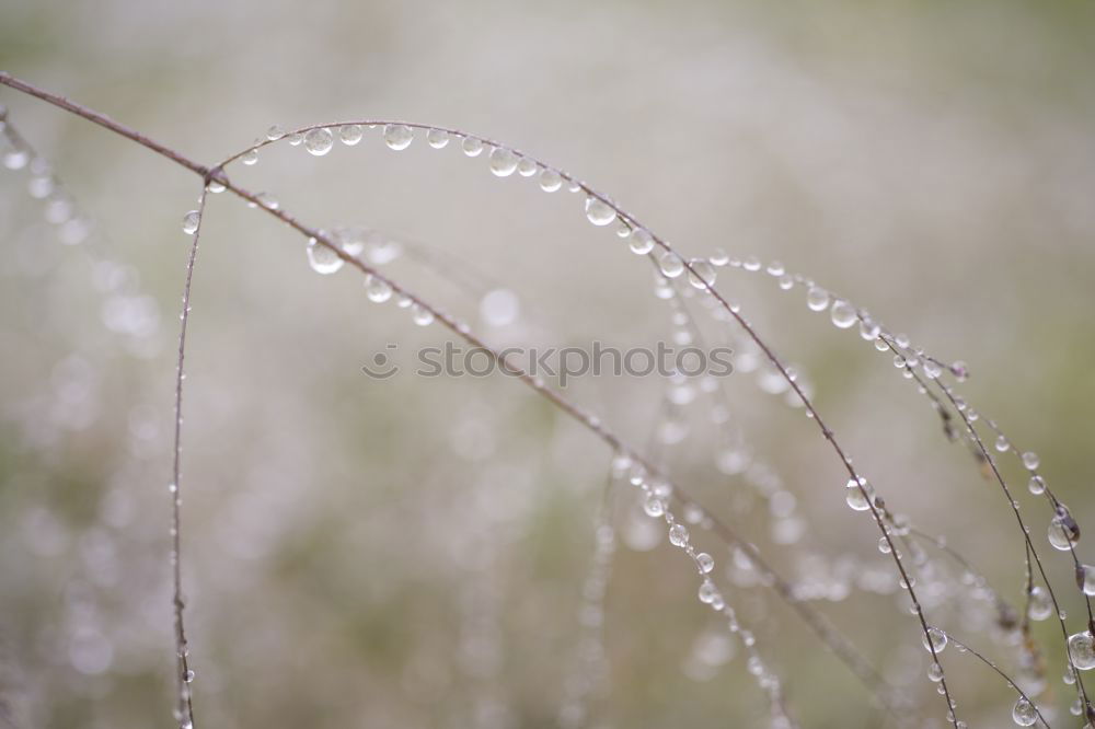 Similar – In the sun Grass Plant