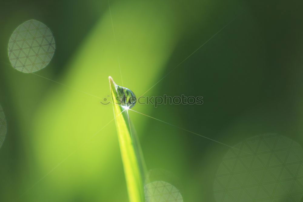 Similar – Image, Stock Photo runway Insect Bee Wasps