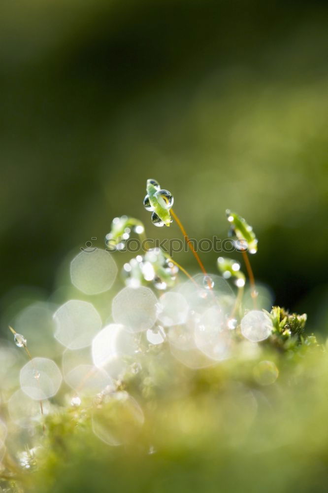 Similar – glitzerwald Wassertropfen