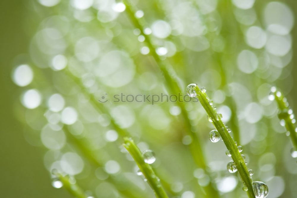 Similar – Image, Stock Photo drop on the leaves Plant