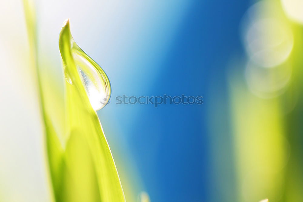 Similar – Image, Stock Photo -crawl-animal-view- Meadow