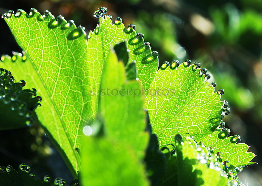 Similar – Water drop in the nature