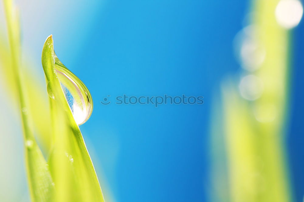 Similar – crocus Crocus Flower