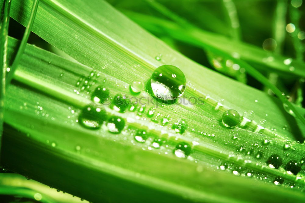 Similar – Image, Stock Photo Life Green Nature Plant