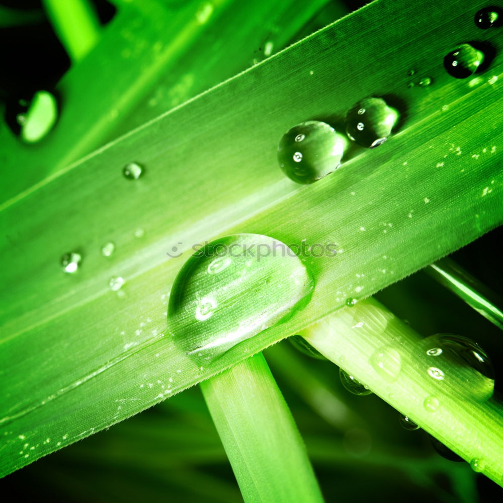 Similar – pearl Leaf Green Plant