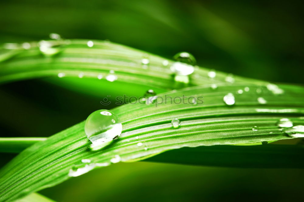 Similar – Image, Stock Photo Wet spring Life Harmonious