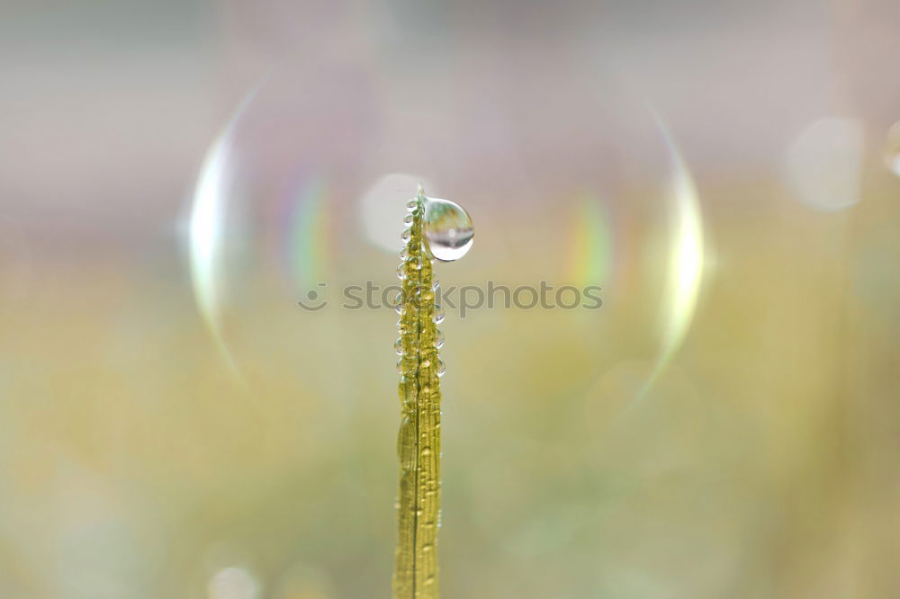 Similar – Image, Stock Photo Two drops, two eyes Nature