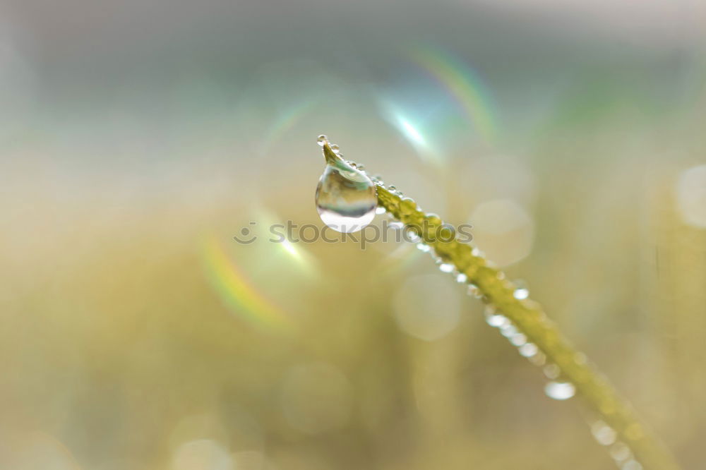 Similar – Image, Stock Photo Two drops, two eyes Nature