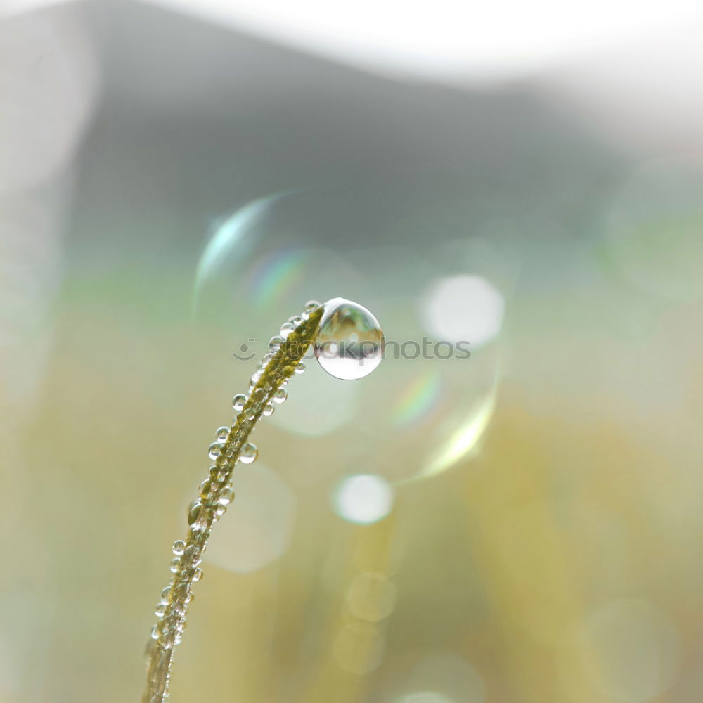 Similar – Image, Stock Photo Lady’s mantle with drops