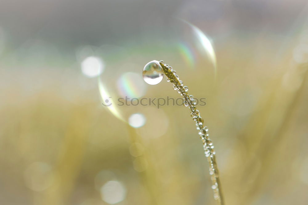 Similar – Image, Stock Photo Lady’s mantle with drops