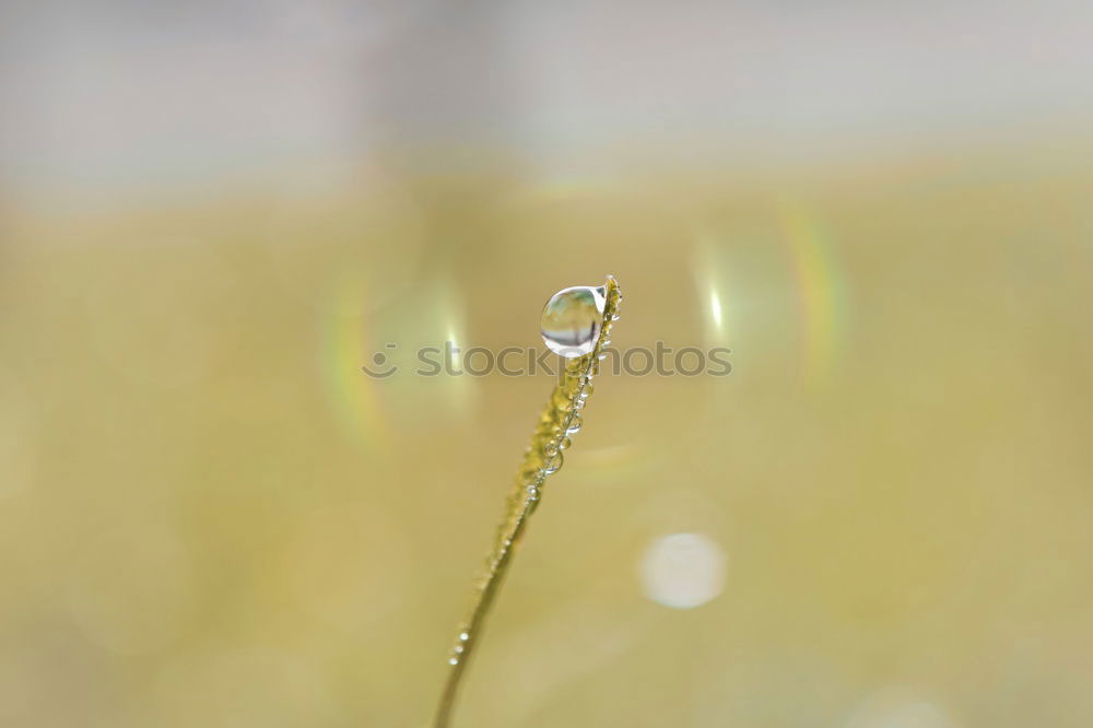 Similar – Image, Stock Photo Two drops, two eyes Nature