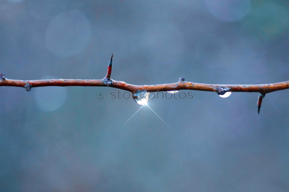 Similar – Foto Bild Frühjahrsperlen Natur