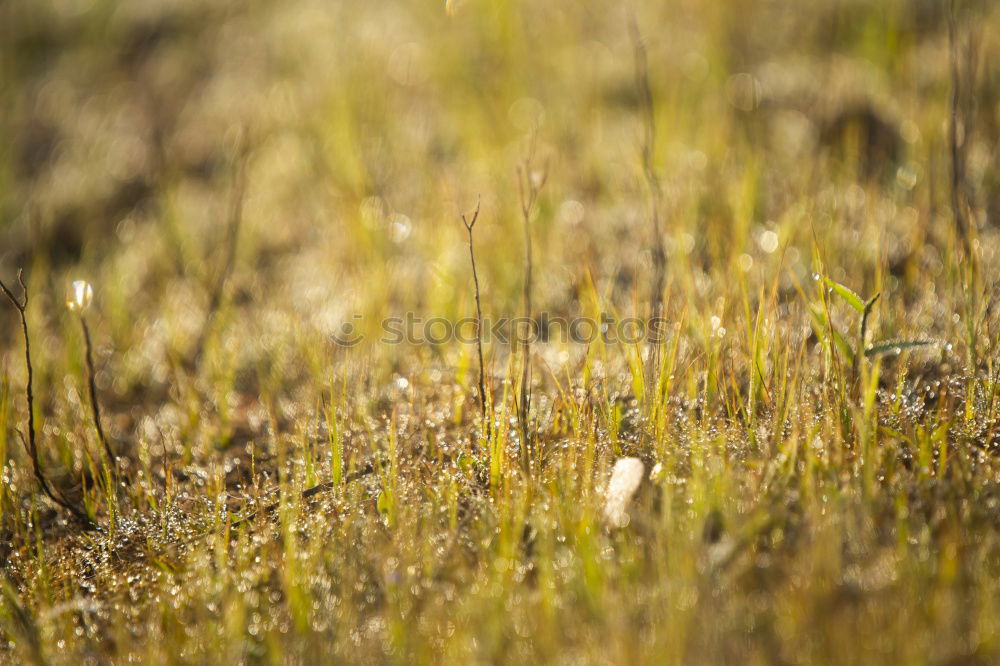 Similar – Image, Stock Photo crooked and crooked Grass