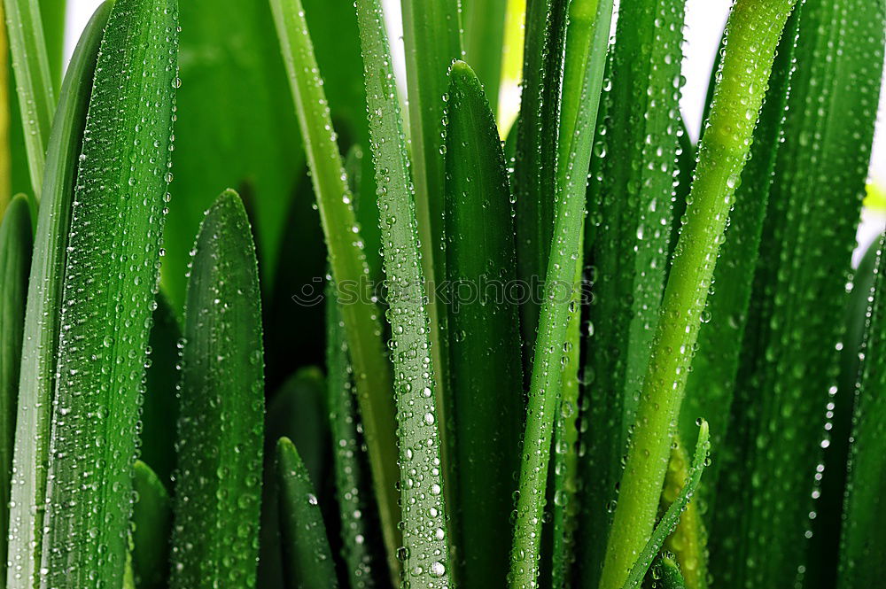 Similar – nach dem Regen Blatt Palme