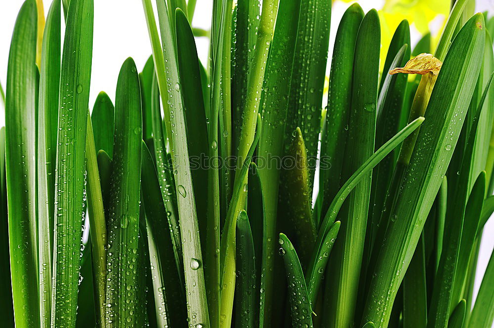 Similar – Image, Stock Photo Rosemary and red chilli