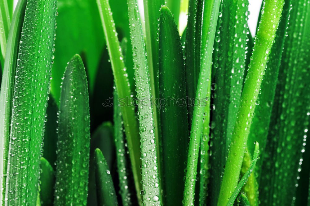 Similar – Chlorophyll on ice Green