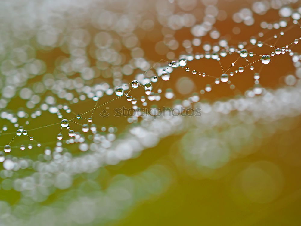 Similar – Image, Stock Photo Lady’s mantle with drops