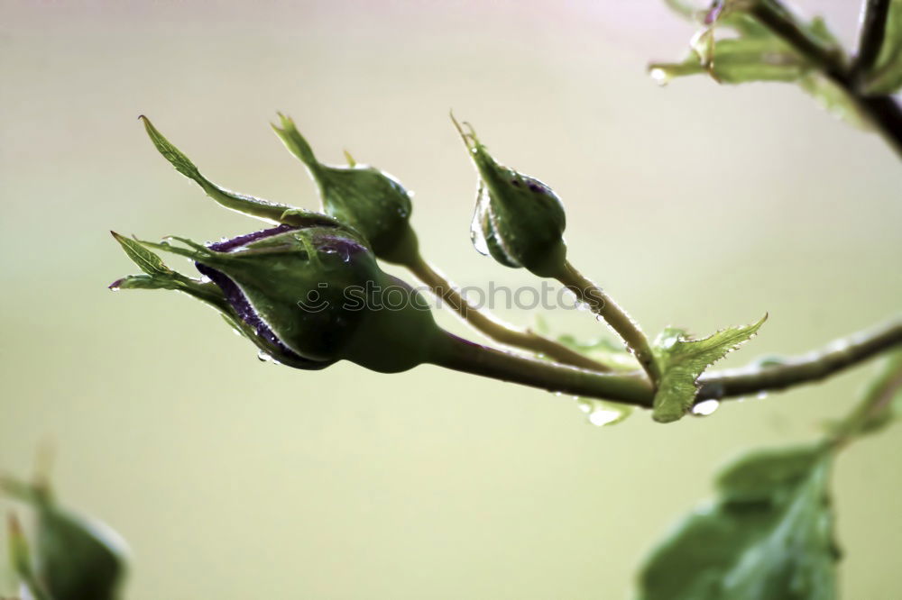 Similar – Foto Bild spatz Vogel Spatz Blume
