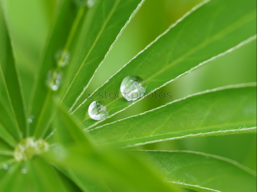 Similar – blasting star Plant Water