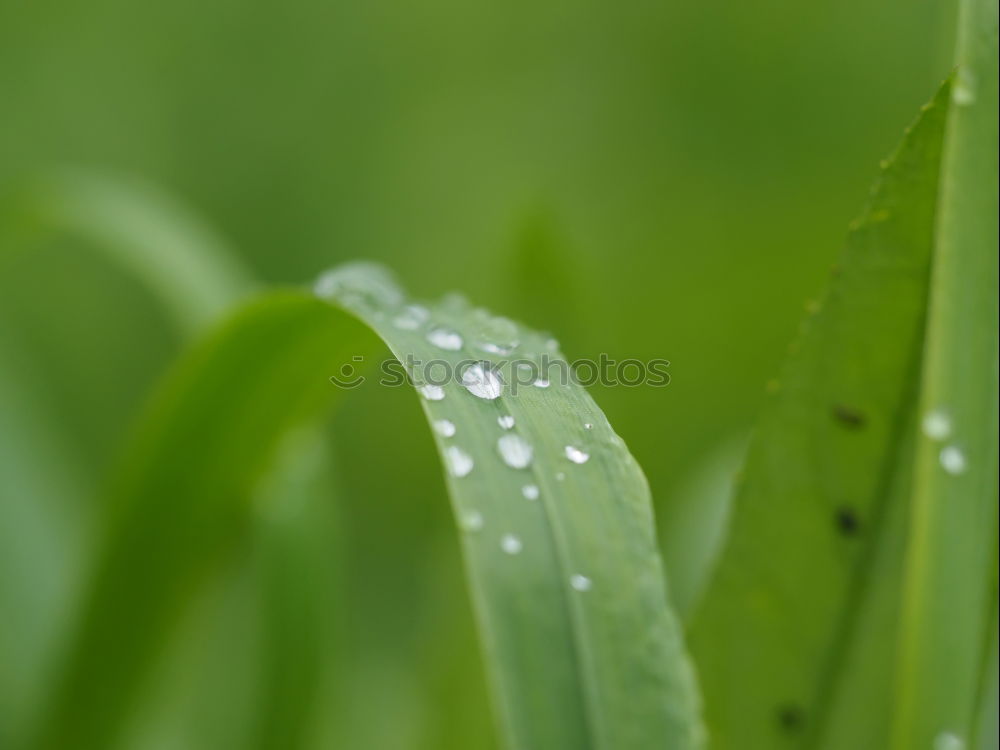 Similar – Image, Stock Photo After the rain Grass