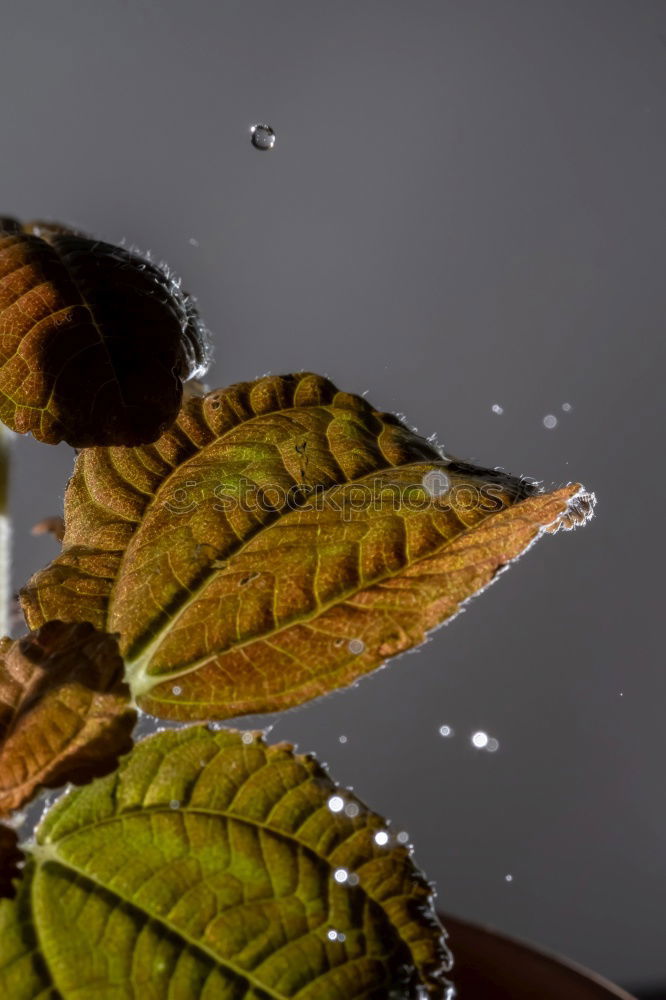 Similar – Dew drops on beech leaves