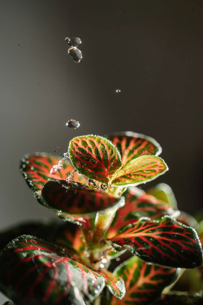 Similar – Image, Stock Photo Barberry with raindrops