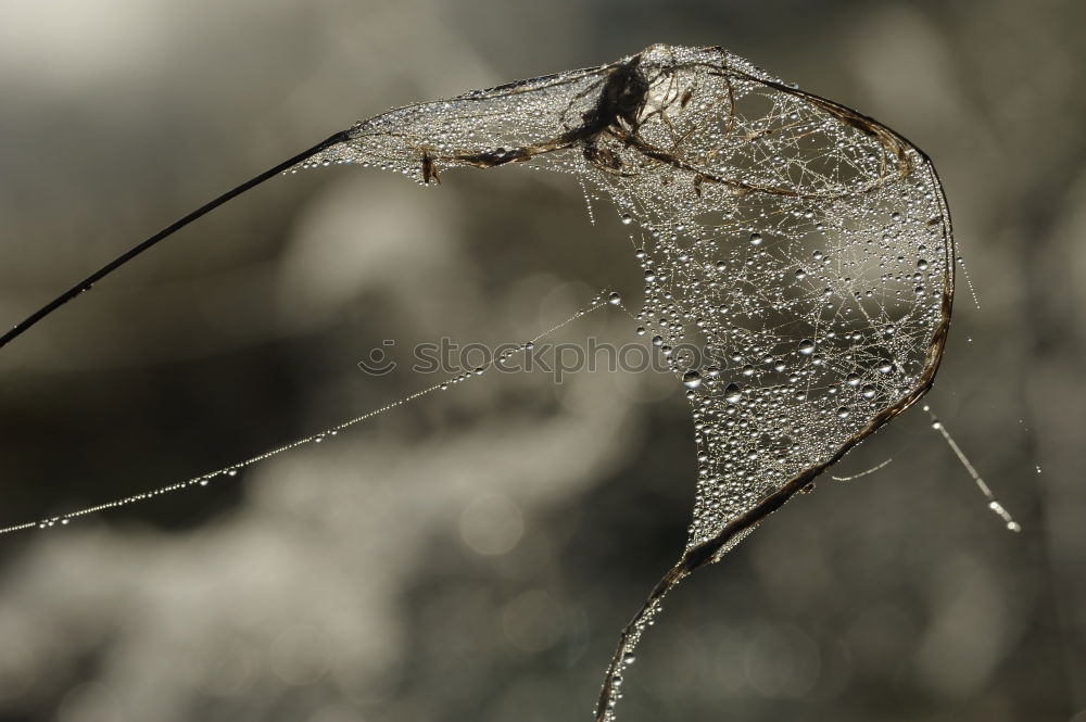 Close-up of a dandelion with many dew drops