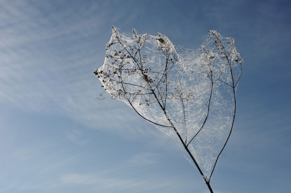 Similar – zerzauste Pusteblume , an der schon einige Samen fehlen