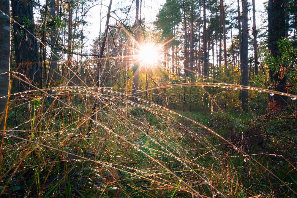 Similar – lichtdurchflutet Wald grün