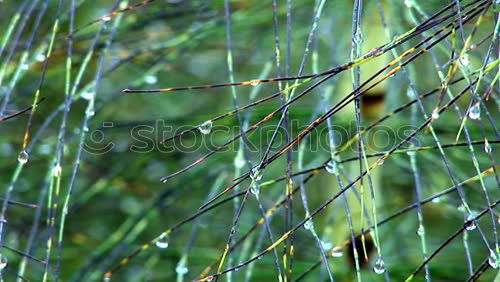 Similar – Image, Stock Photo Meadow after the rain