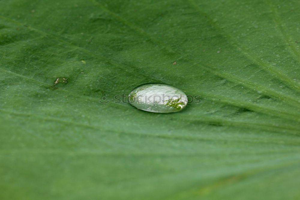 Similar – Image, Stock Photo as fresh as a daisy Nature