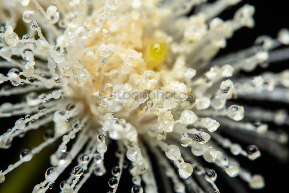 Similar – Image, Stock Photo frost work Frozen Flower