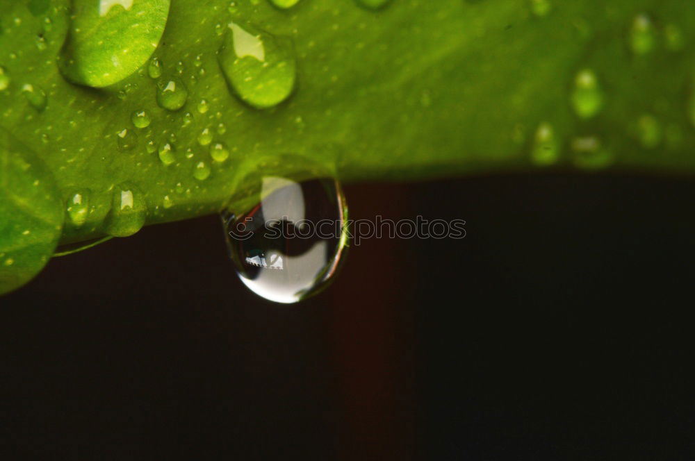 Similar – Image, Stock Photo trickle Nature Plant