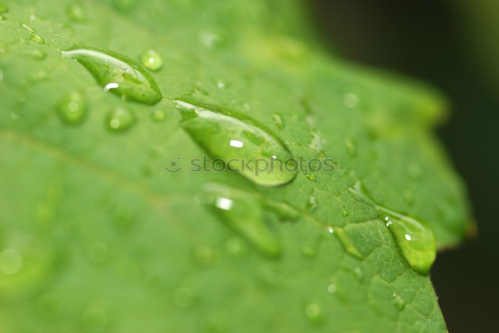 Similar – Image, Stock Photo dewdrops; weed; water; structure; dew; raindrops