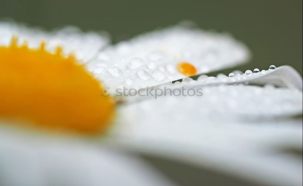 Similar – Erdbeerblüte Pflanze Blume