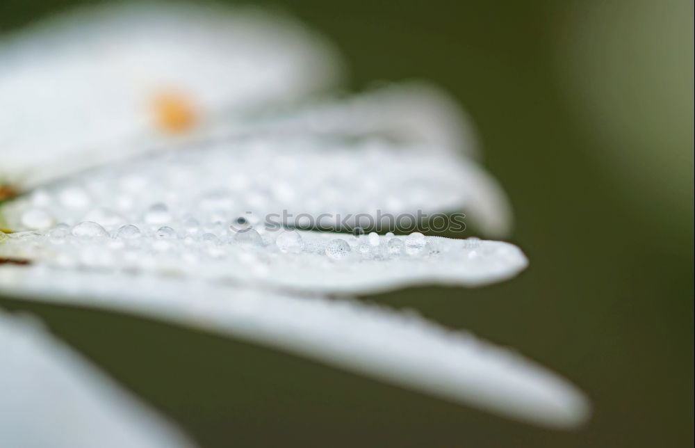 Similar – Erdbeerblüte Pflanze Blume