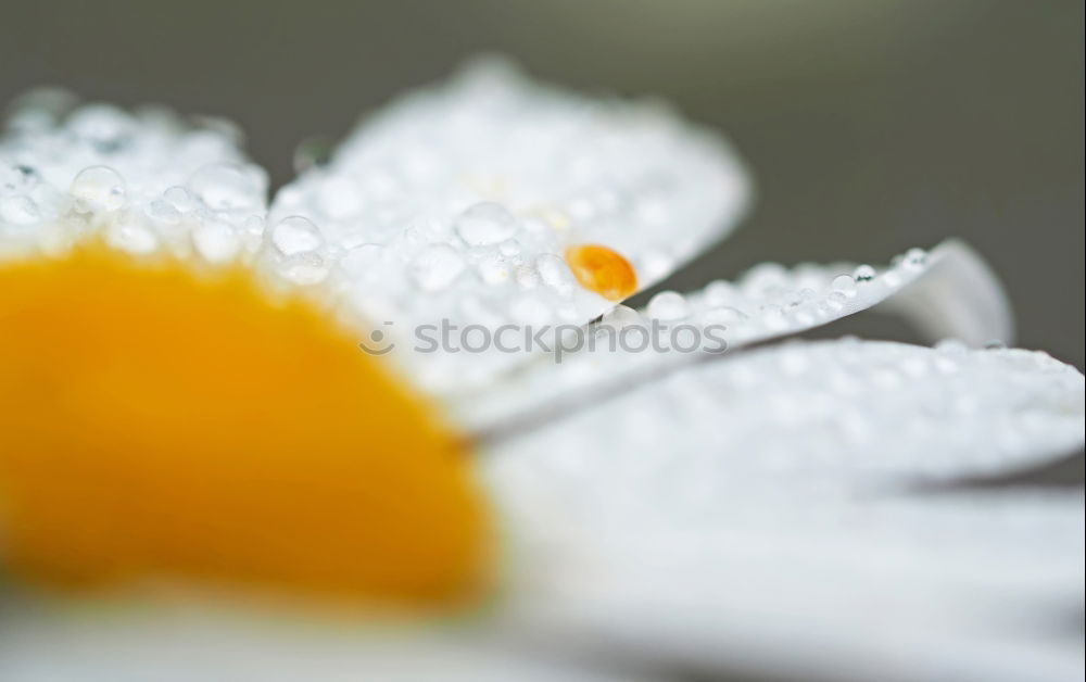 Similar – Image, Stock Photo anew Plant Spring Bushes