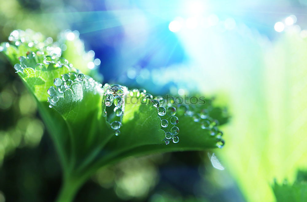 Similar – Foto Bild regen.tropfen