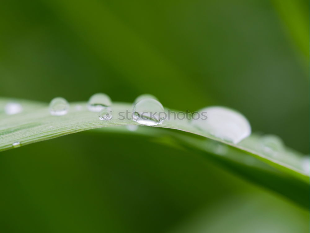 Similar – drops on the green leaves