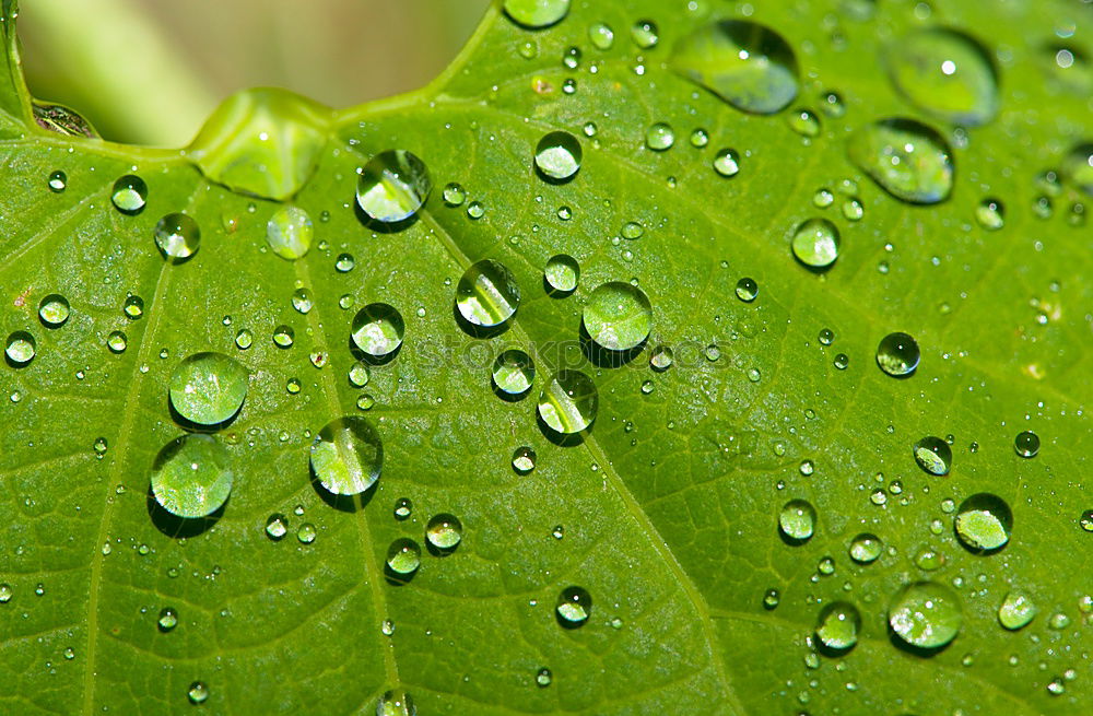 Similar – Waterdrops Wassertropfen