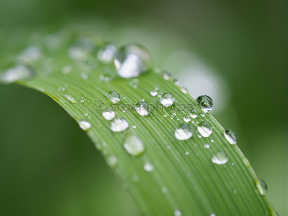 Image, Stock Photo After the rain Grass