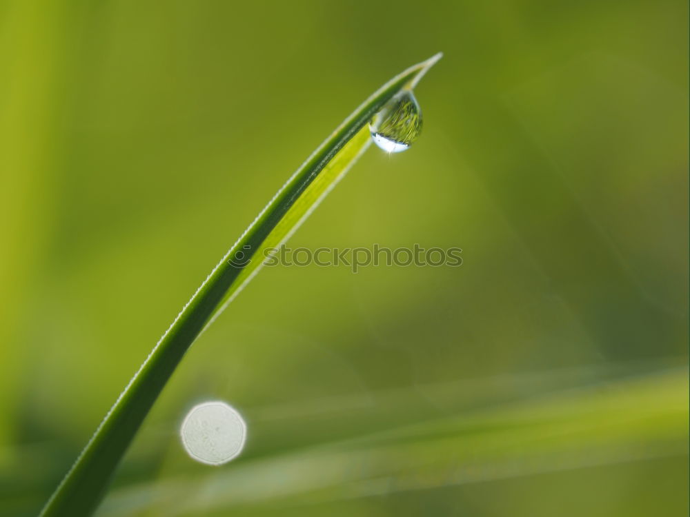 Similar – Image, Stock Photo the apple does not fall far from trunk I