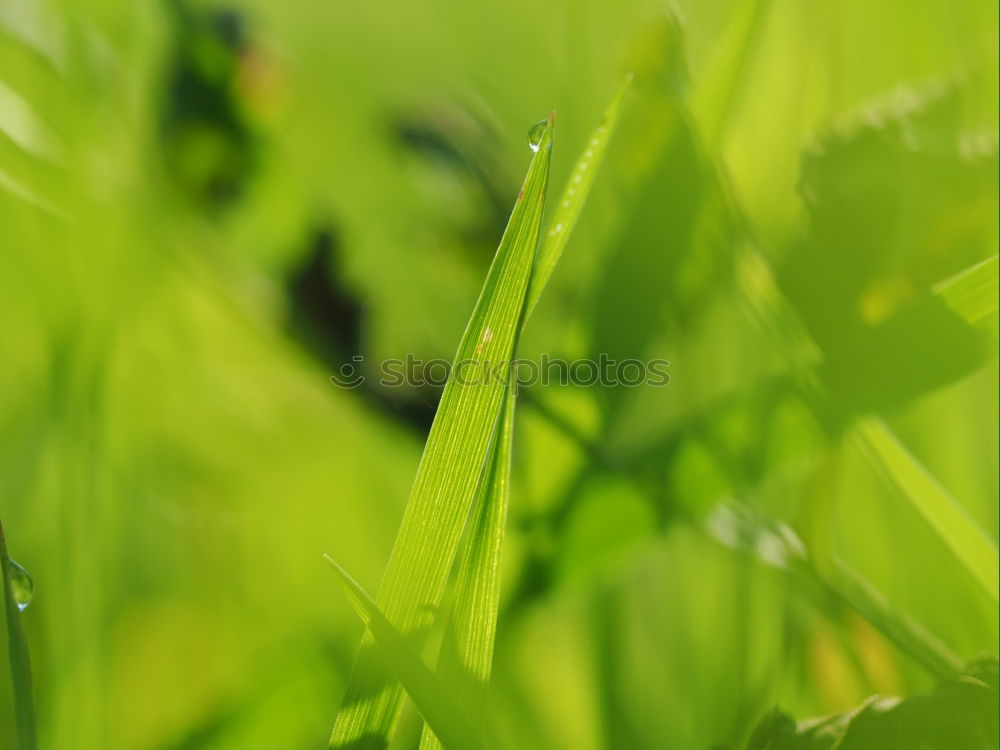 Similar – grass Grass Dew