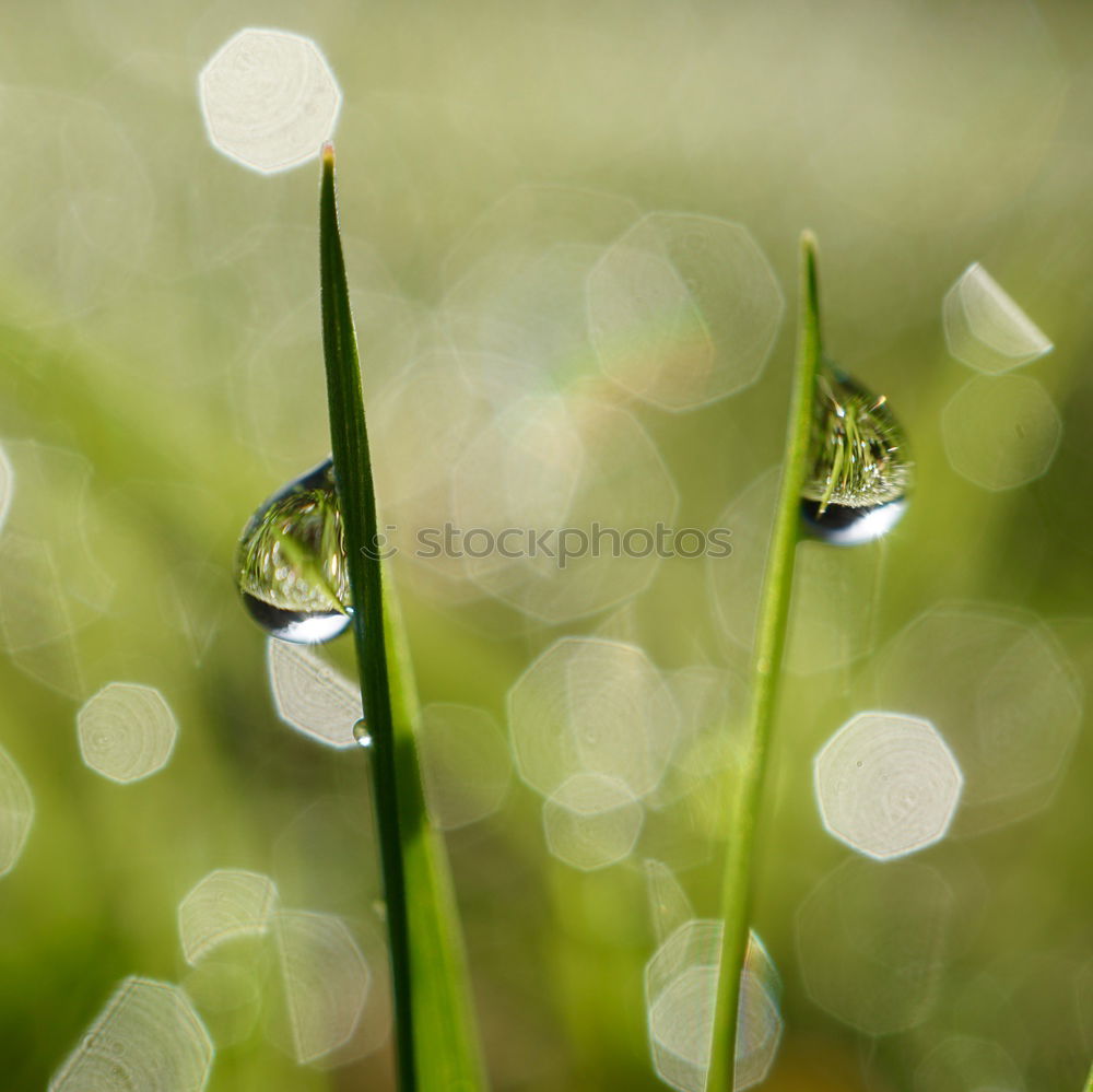 Similar – Image, Stock Photo Lady’s mantle with drops