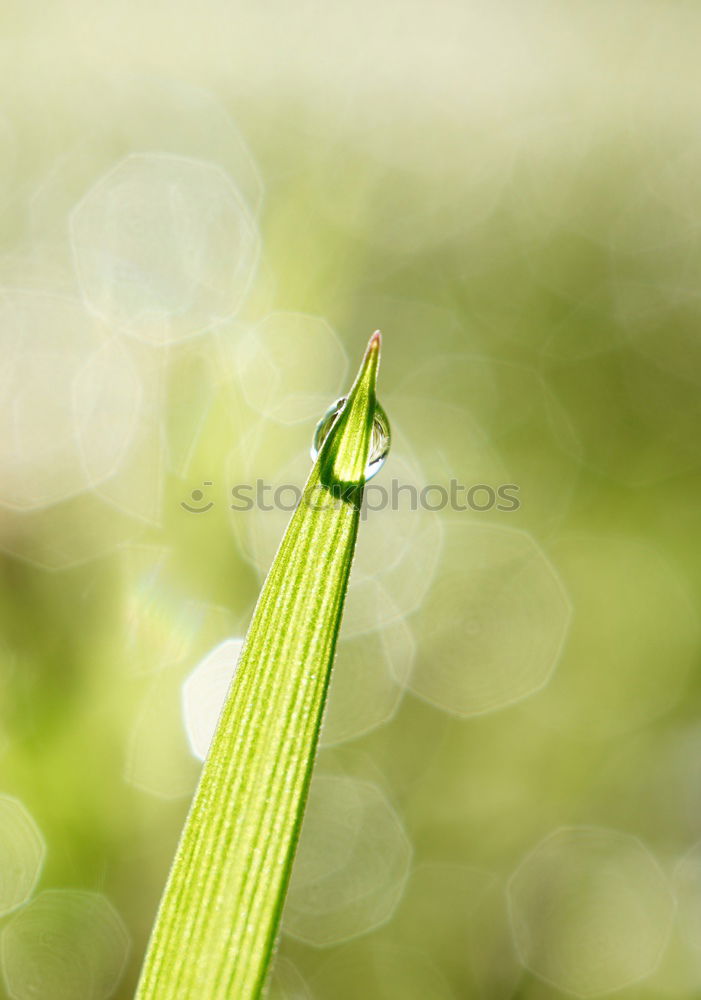 Similar – Image, Stock Photo hope Environment Nature