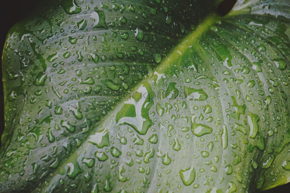 Similar – Foto Bild Blatt im Regen