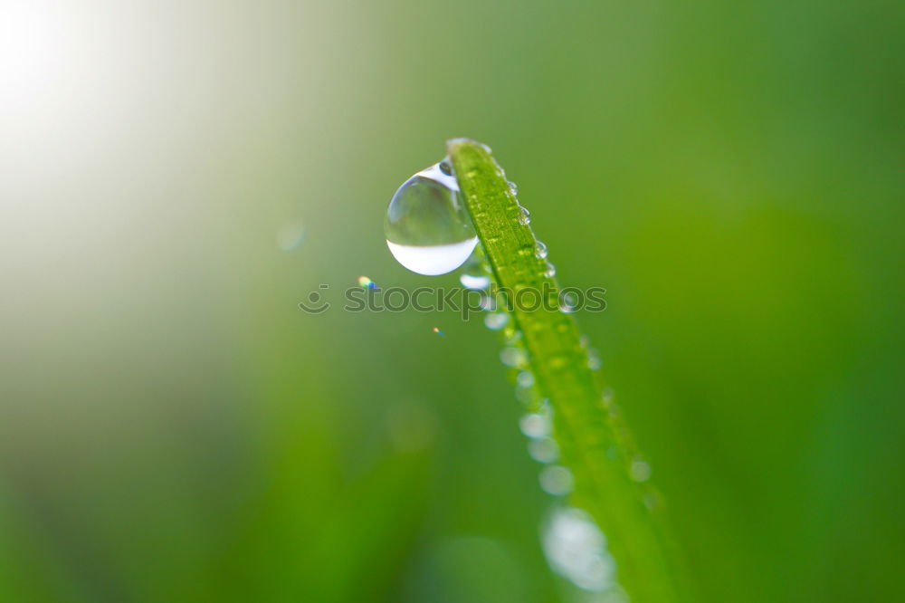 Image, Stock Photo drop on the green leaf