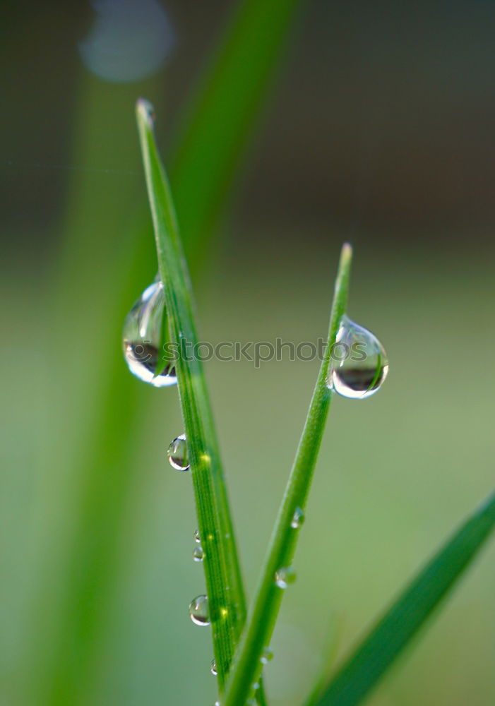 Similar – Image, Stock Photo After the rain Grass