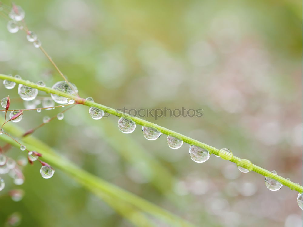 Similar – Image, Stock Photo drops on the green plant