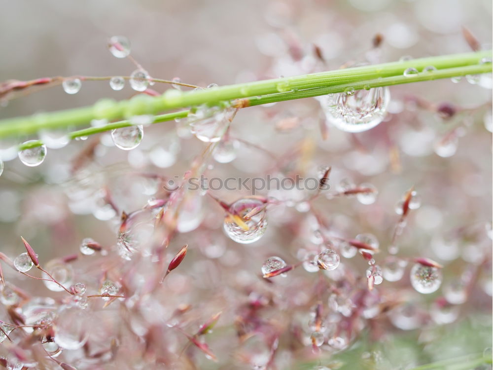 Similar – Image, Stock Photo drops on the green plant